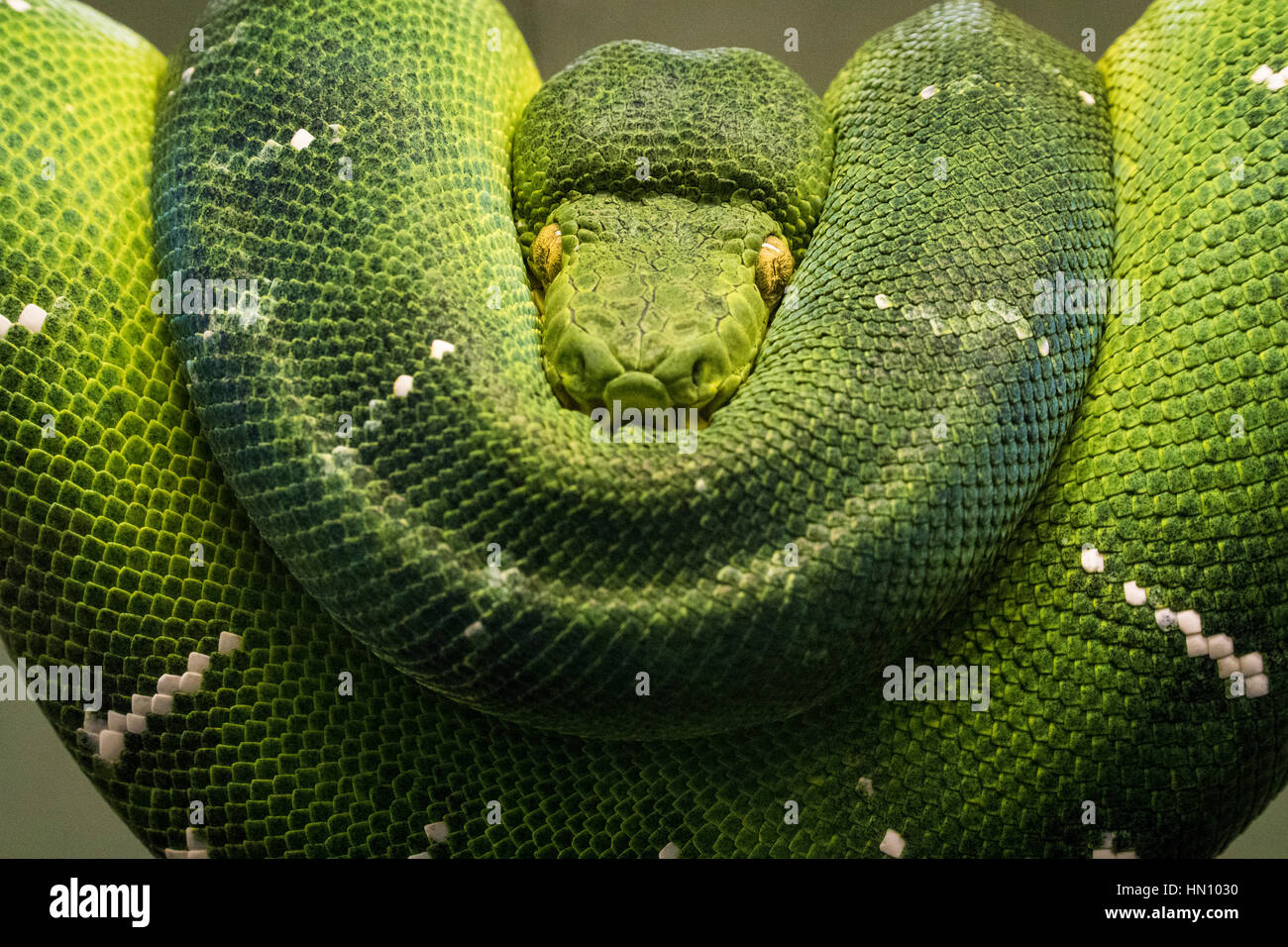 Green Tree python. Banque D'Images