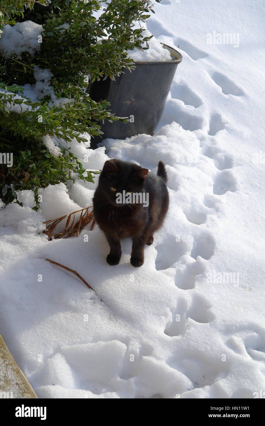 Chat noir sur le déneigement à la journée d'hiver ensoleillée Banque D'Images