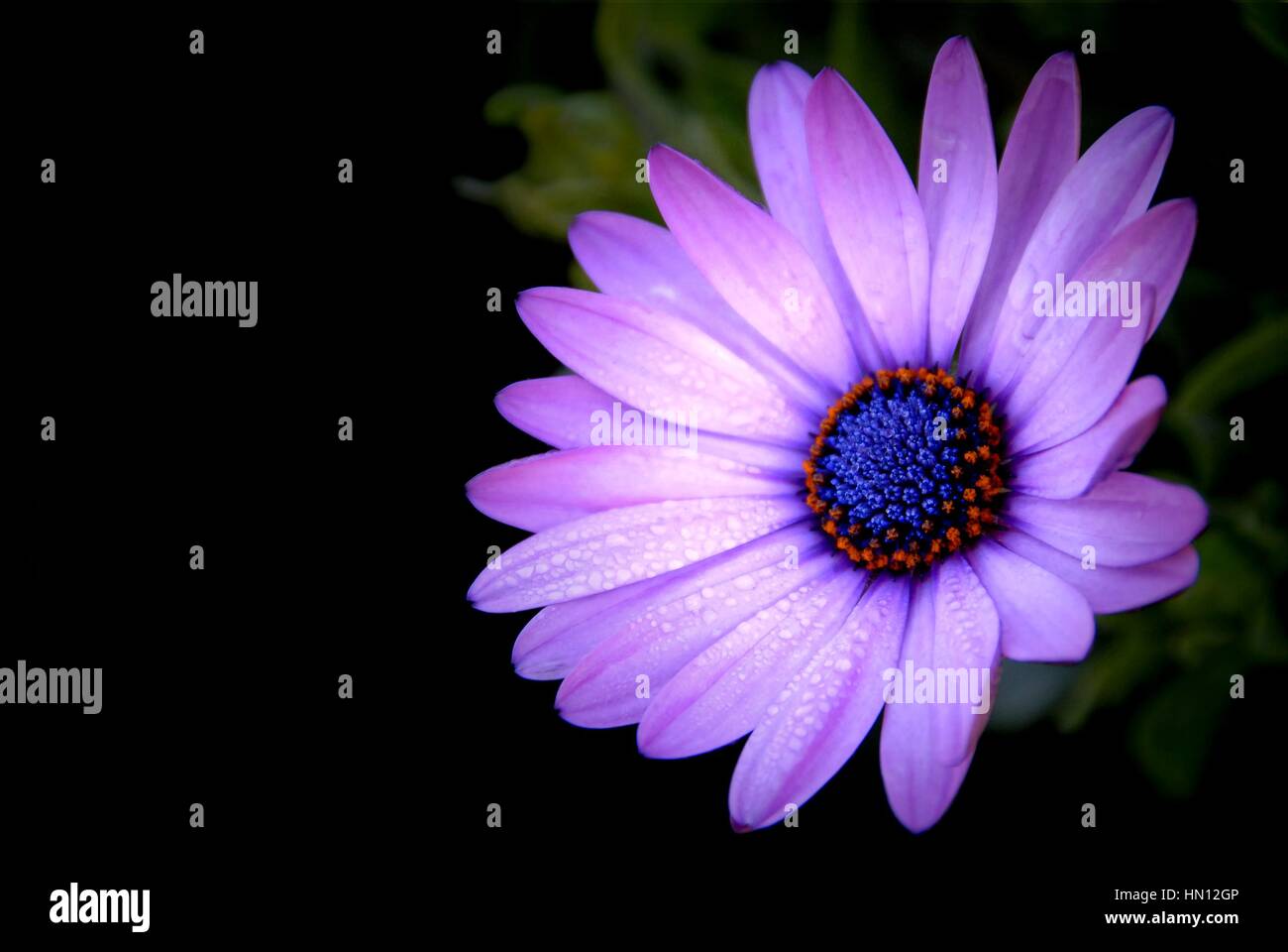 L'Afrique en violet Daisy Osteospermum ecklonis ( jardin ) sur fond noir Banque D'Images L'Afrique en violet Daisy Osteospermum ecklonis ( jardin ) sur fond noir Banque D'Images
