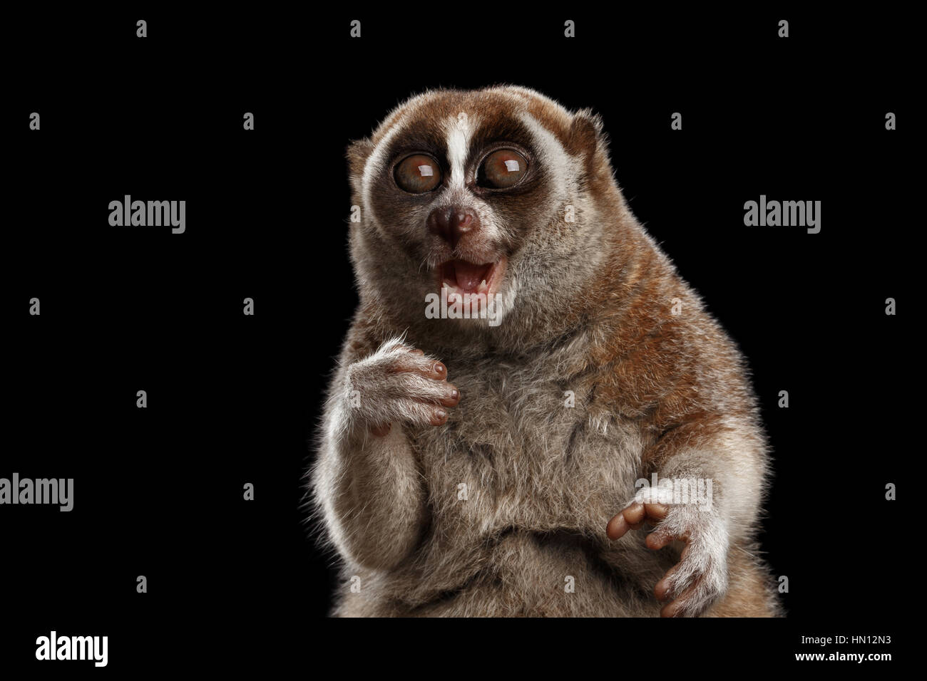 Close-up Lemur Loris lent fond noir isolé Banque D'Images