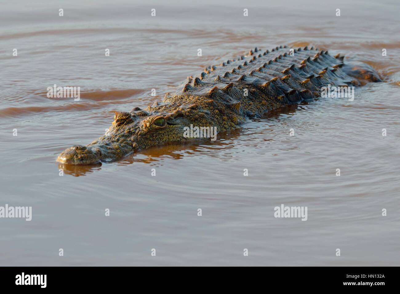 Crocodile du Nil (Crocodylus niloticus), croc revenant à l'eau après avoir avalé un poisson, barrage de Sunset, Parc national Kruger, Afrique du Sud, Afrique Banque D'Images