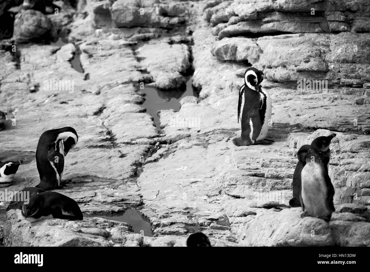 Blur en Afrique du Sud Betty's bay penguin oiseaux réserve naturelle de la faune et des roches Banque D'Images