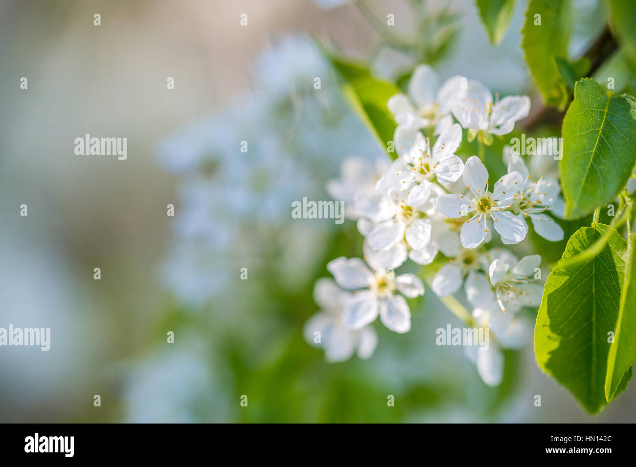 Belle spécial printemps Fleur de prunier sauvage Fleurs Banque D'Images