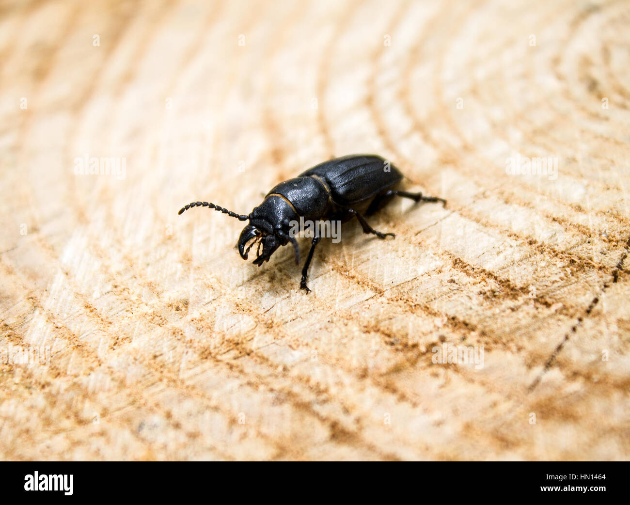 Beetle barbillon,sur le bois, il peut être utilisé pour la conception, un collage Banque D'Images