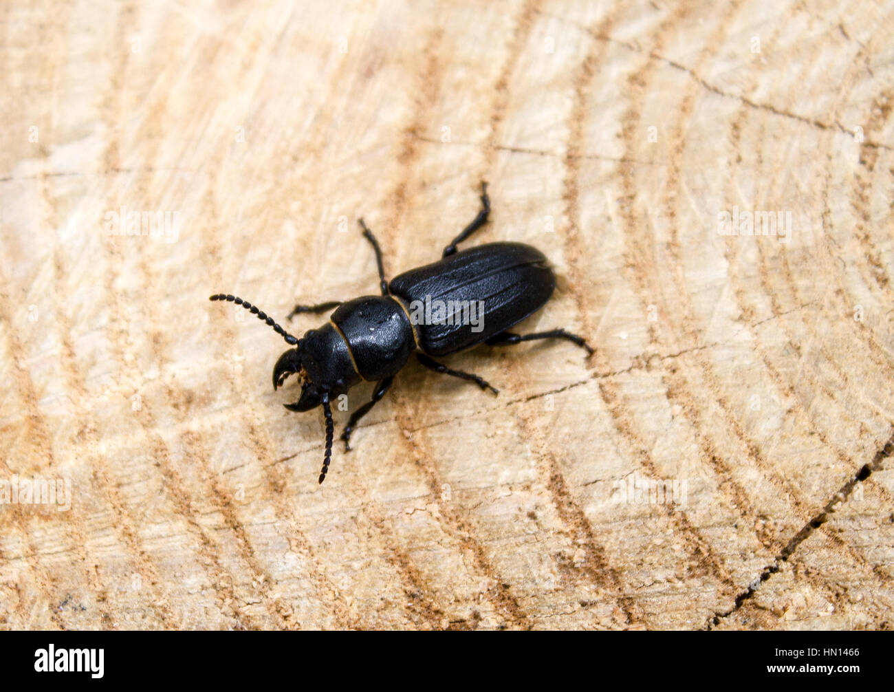 Beetle barbillon,sur le bois, il peut être utilisé pour la conception, un collage Banque D'Images