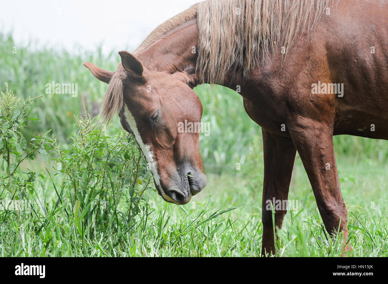 Cheval brun en colère. Le cheval de ferme terrain vert avec tête en bas. Banque D'Images