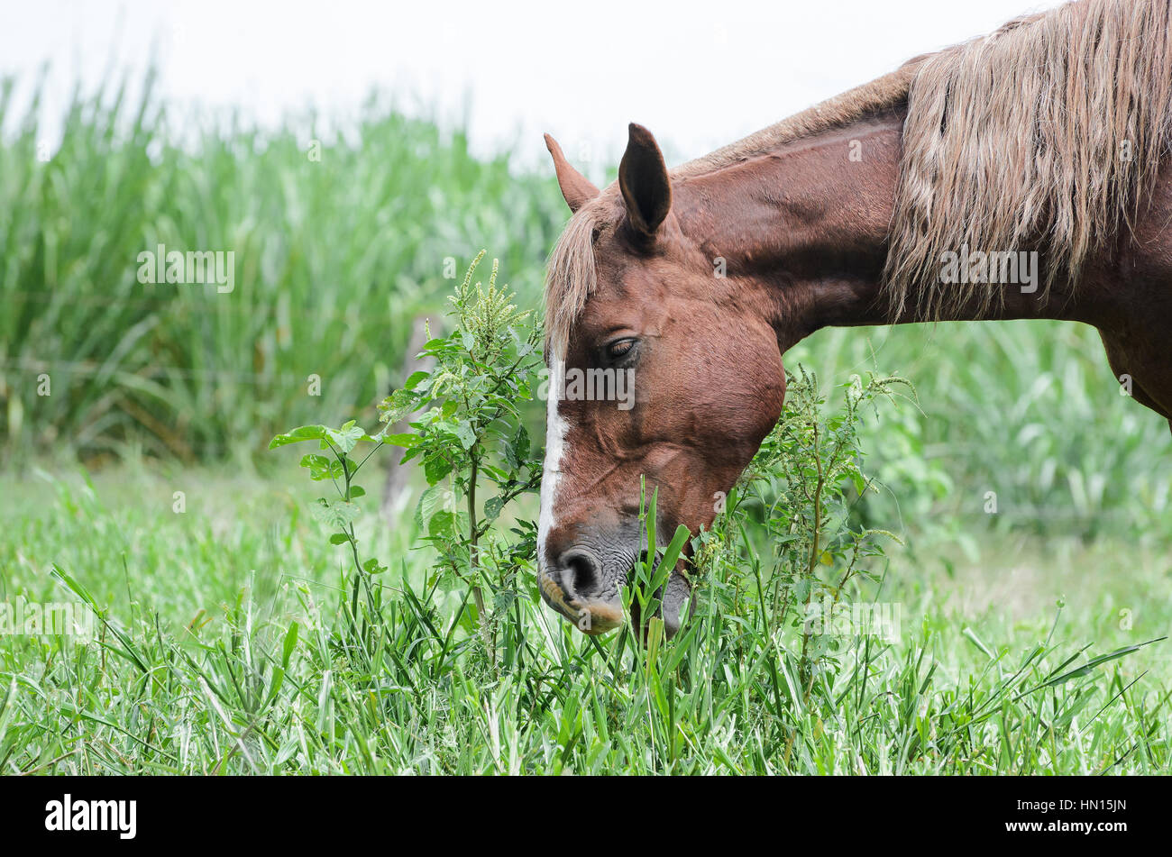 Cheval brun se nourrissant d'herbe agricole. Bel animal et l'herbe verte. Banque D'Images