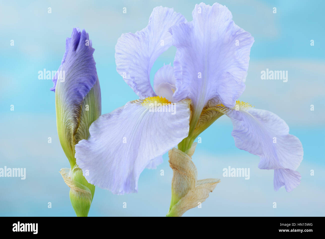 Grand Iris flower et bud Juin Banque D'Images