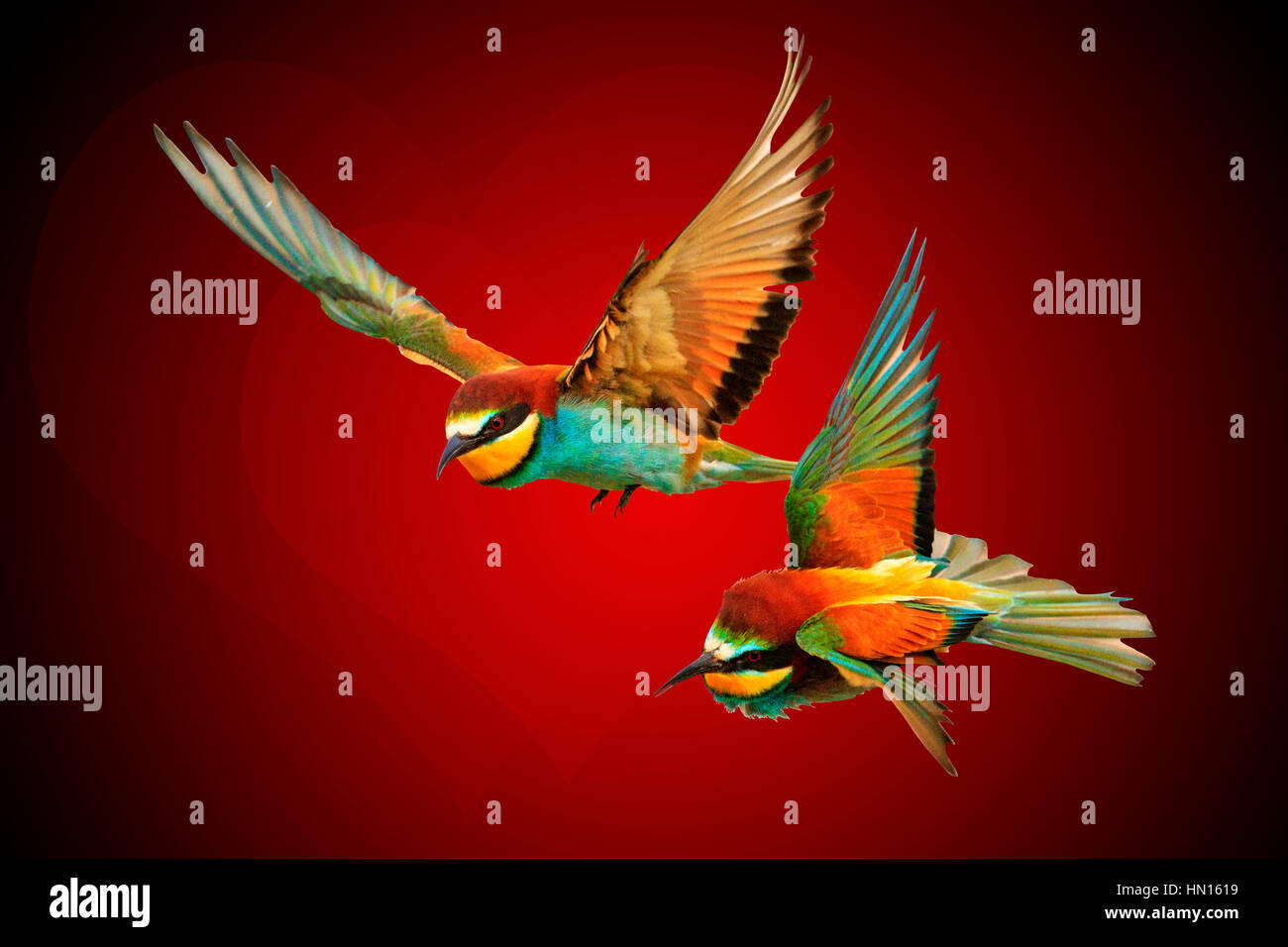 Les oiseaux et les cœurs de couleur paire forme concept pour Saint Valentin, l'amour, pour toujours ensemble, les amateurs de vol, les rêves, le bonheur Banque D'Images