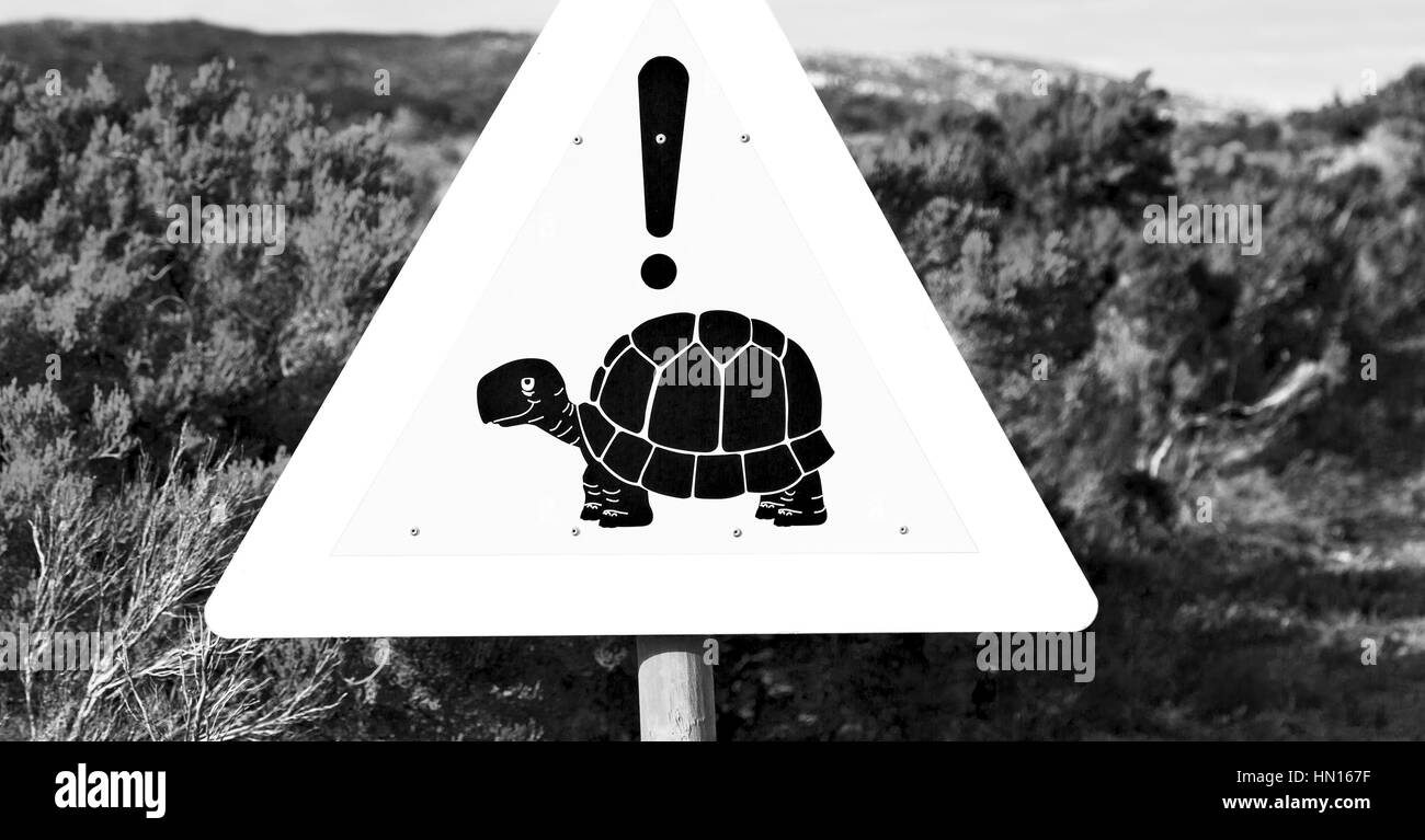 Blur en afrique du sud de près de l'inscription de la tortue comme texture background Banque D'Images