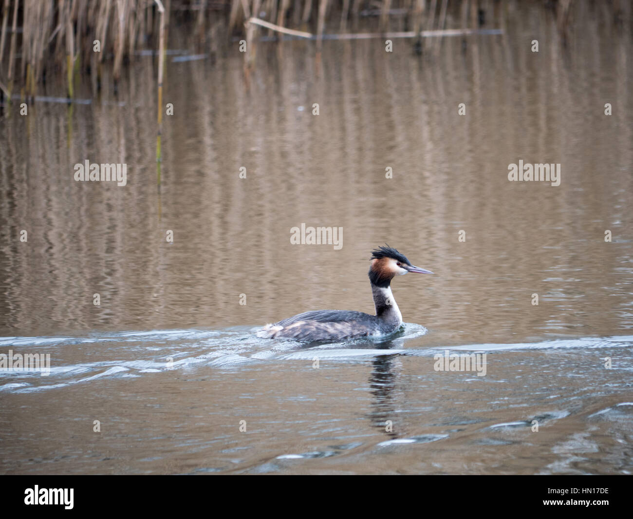 Un grèbe huppé natation sur un réservoir à Salford, Greater Manchester. Banque D'Images
