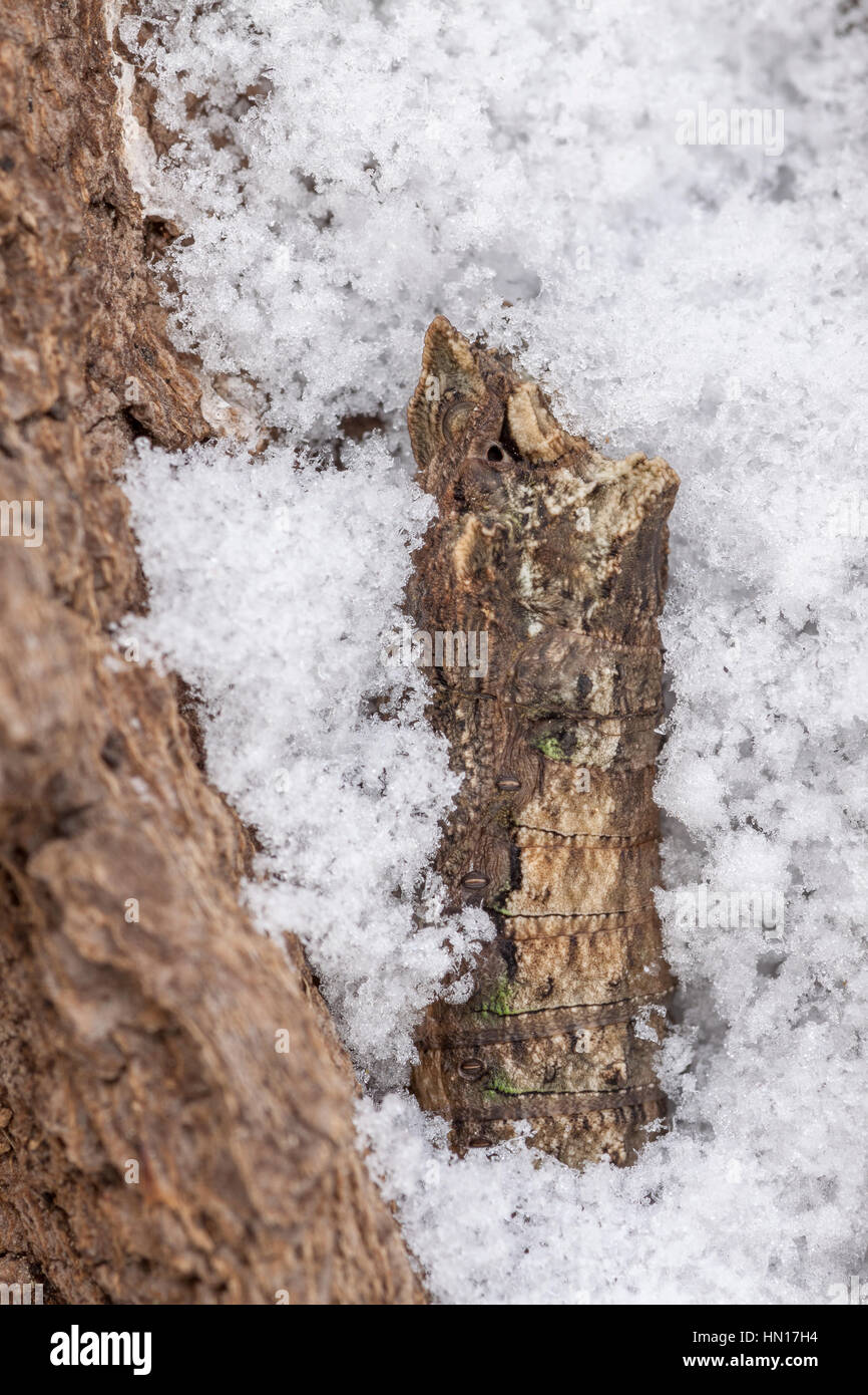 Eastern Tiger Papilio glaucus) chrysalide hivernante en crevasse de l'écorce après chute de neige. Banque D'Images