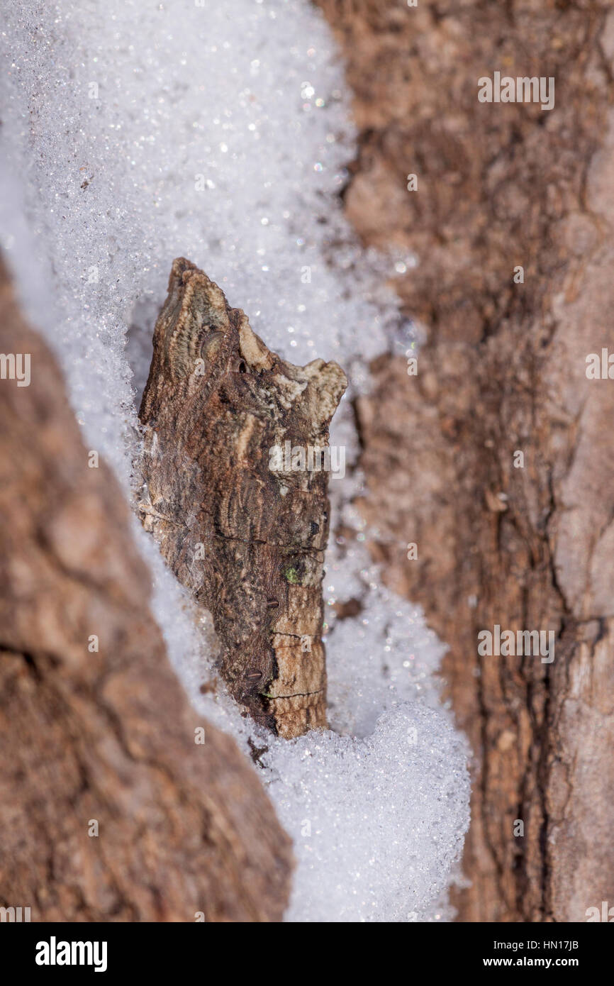 Eastern Tiger Papilio glaucus) chrysalide hivernante en crevasse de l'écorce après chute de neige. Banque D'Images