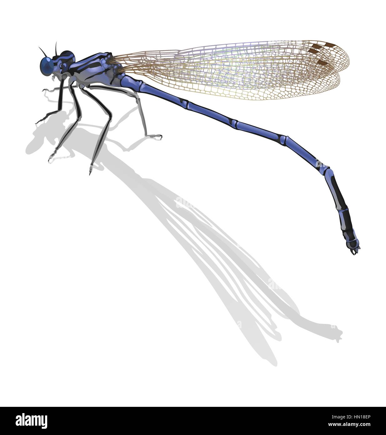 Bleu libellule avec des ailes repliées isolé sur blanc. Jeter une shado Illustration de Vecteur