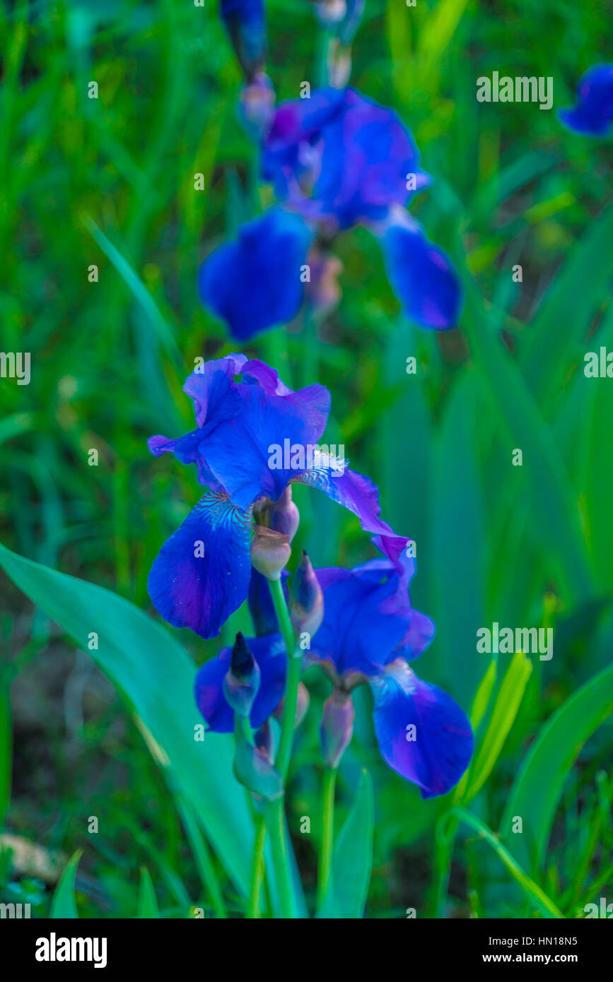 Iris bleu fleur dans le jardin d'été sur un fond de feuillage vert frais Banque D'Images