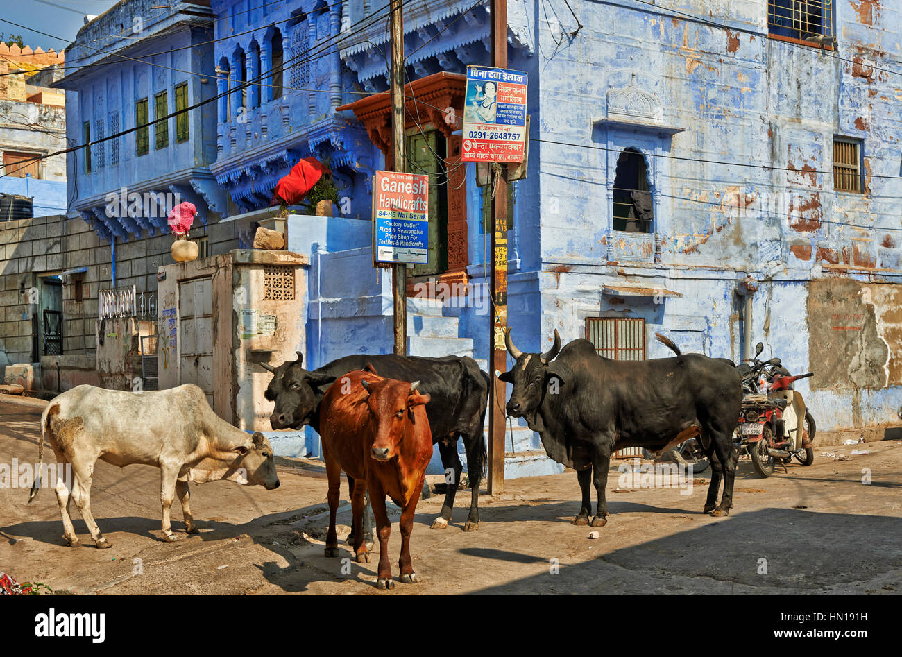 Les vaches entre les maisons en bleu cty Jodhpur, Rajasthan, India Banque D'Images