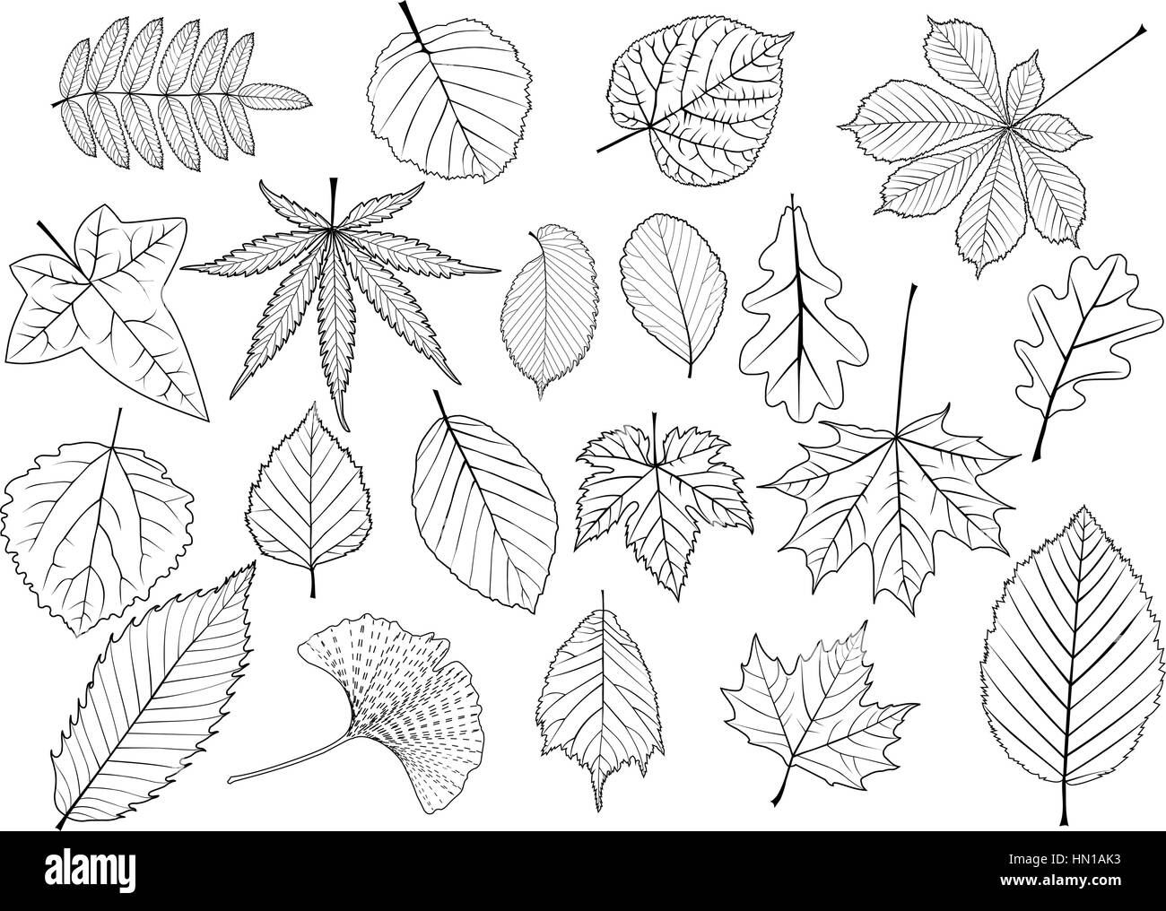 Les feuilles des arbres, feuilles, silhouettes Illustration de Vecteur