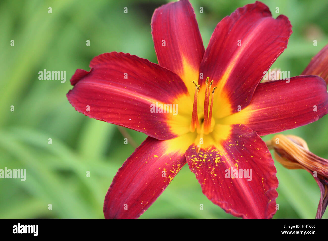 Belle fleur de lys tropical lumineux rouge Banque D'Images