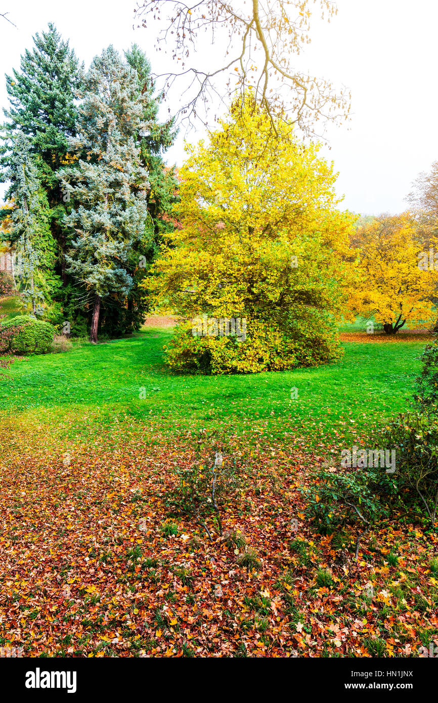 Park autumn avec les rayons du soleil à la fin de l'automne forest Banque D'Images