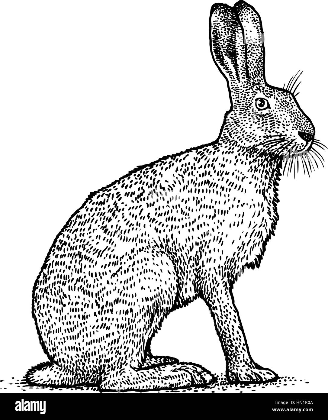 Illustration de lapin, lièvre brun dessin, gravure, art en ligne Illustration de Vecteur