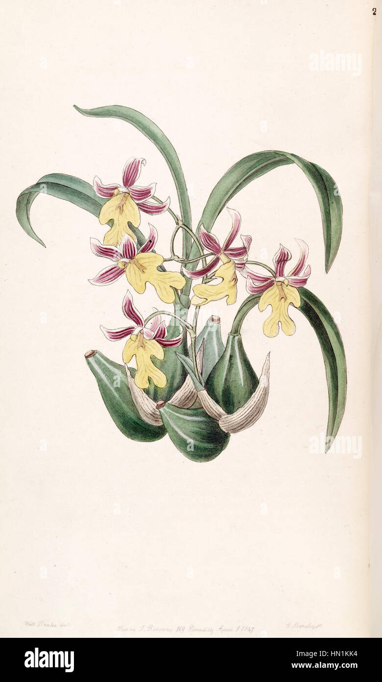 L'illustration 'Mexicoa ghiesbreghtiana' (comme Odontoglossum warneri var. Purpuratum) du travail d'Edwards montre une étude détaillée d'une espèce d'orchidée, en se concentrant sur ses fleurs délicates et sa forme naturelle. Banque D'Images