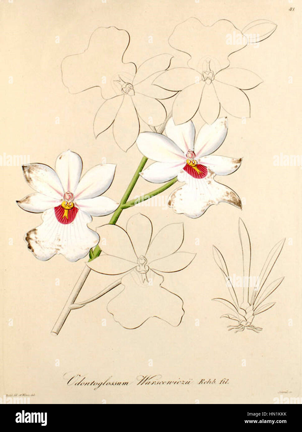 Cette illustration botanique, 'Miltoniopsis warszewiczii' (anciennement Odontoglossum warszewiczii), tirée du volume 1 de Xenia (1858), représente l'orchidée avec des détails exquis, mettant en valeur ses fleurs délicates et ses caractéristiques complexes. Banque D'Images