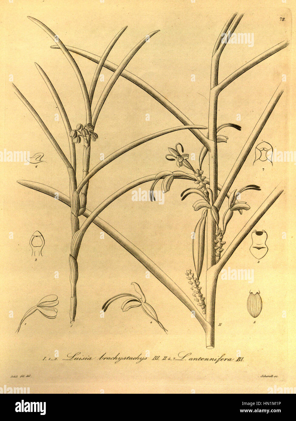 L'illustration 'Luisia brachystachys - Luisia antennifera - Xenia 1-78' de 1858 présente des détails botaniques exquis, mettant en valeur deux espèces d'orchidées. Ce travail est une étude précise des plantes, en soulignant leurs caractéristiques uniques et leur beauté naturelle. Banque D'Images