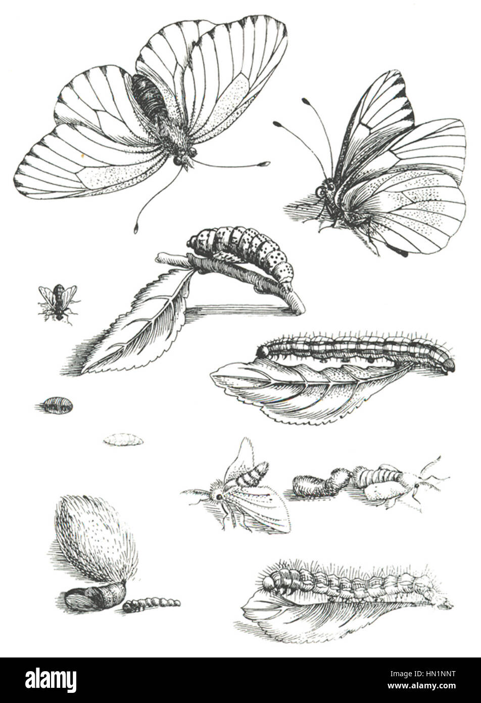 Merian est une naturaliste et artiste pionnière du XVIIe siècle, connue pour ses illustrations détaillées d'insectes et de plantes. Ses œuvres ont contribué de manière significative au domaine de l'illustration scientifique, combinant une représentation précise et un flair artistique. Banque D'Images