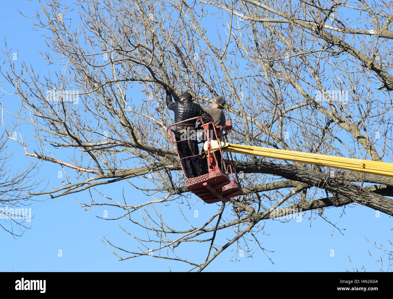 L'élagage des arbres à l'aide d'un bras de levage. La tronçonneuse des branches inutiles de l'arbre. La mise en ordre de parcs et jardins. Banque D'Images