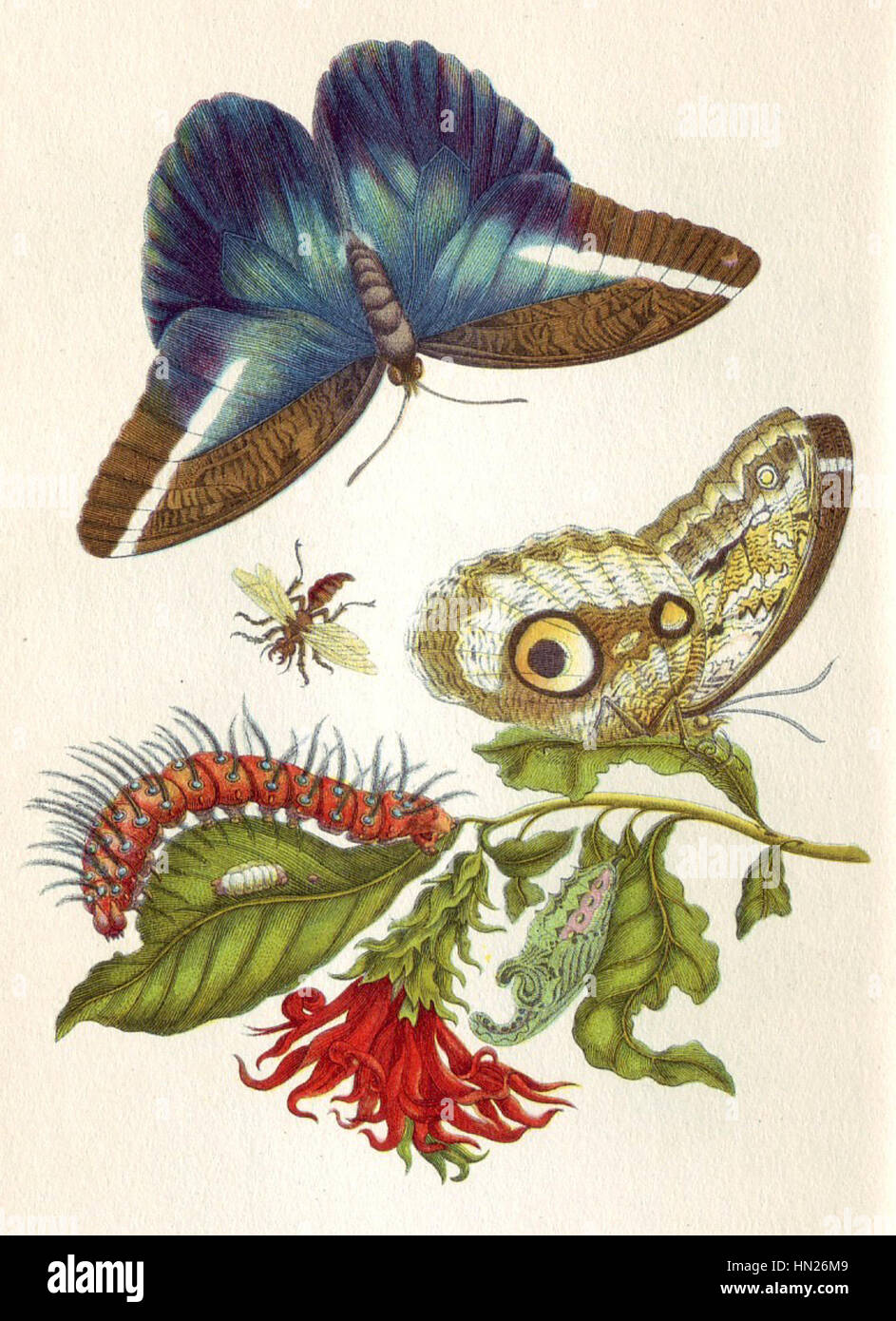 'Merian Metamorphosis LX' fait partie de la célèbre série de Maria Sibylla Merian documentant les cycles de vie des insectes. L'illustration montre la transformation des chenilles en papillons avec un détail méticuleux. Banque D'Images