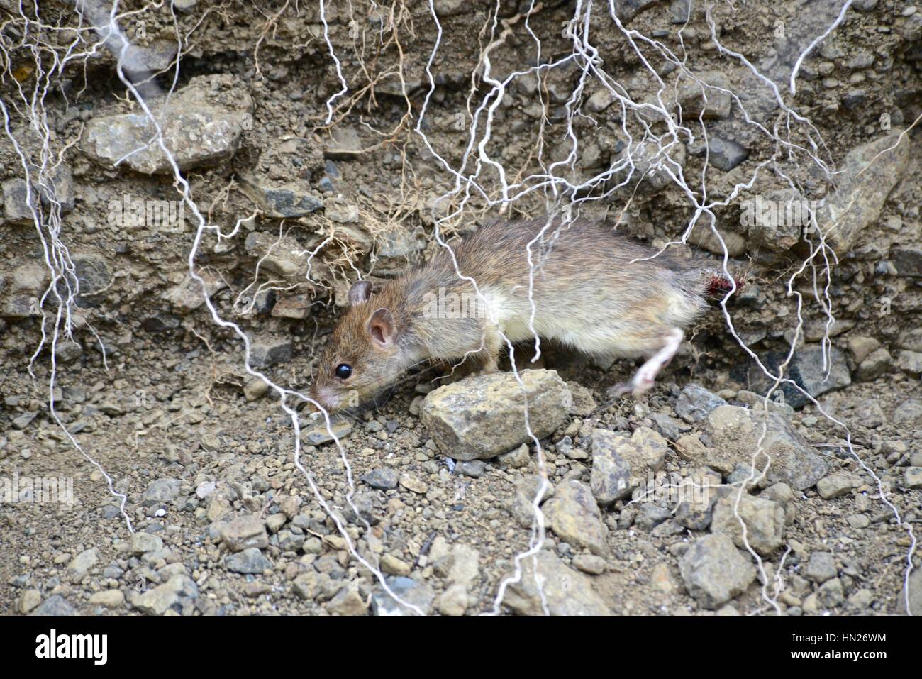 Close-up d'une espèce de rat sur l'île de la Plata. Banque D'Images