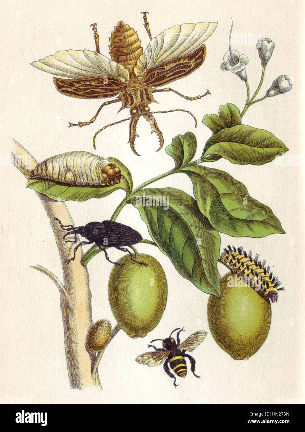 La *Metamorphosis XLVIII* de Merian fait partie d'une série qui illustre les cycles de vie des insectes, mettant en valeur son habileté en illustration botanique et entomologique au XVIIe siècle. Banque D'Images