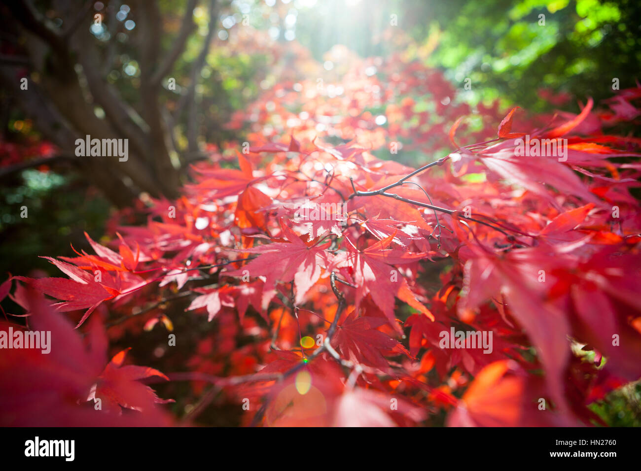 Feuilles d'érable rouge en automne avec des reflets du soleil, soft Focus et profondeur de champ. Banque D'Images