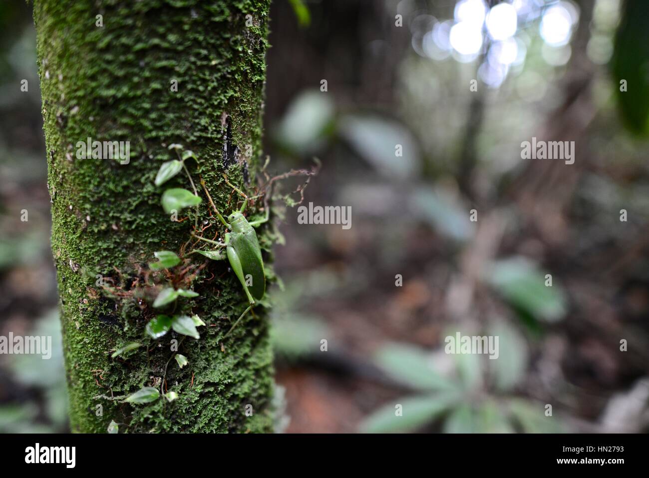 Close-up of Bush grillons, Tettigoniidae espèces, sur tronc d'arbre. Banque D'Images