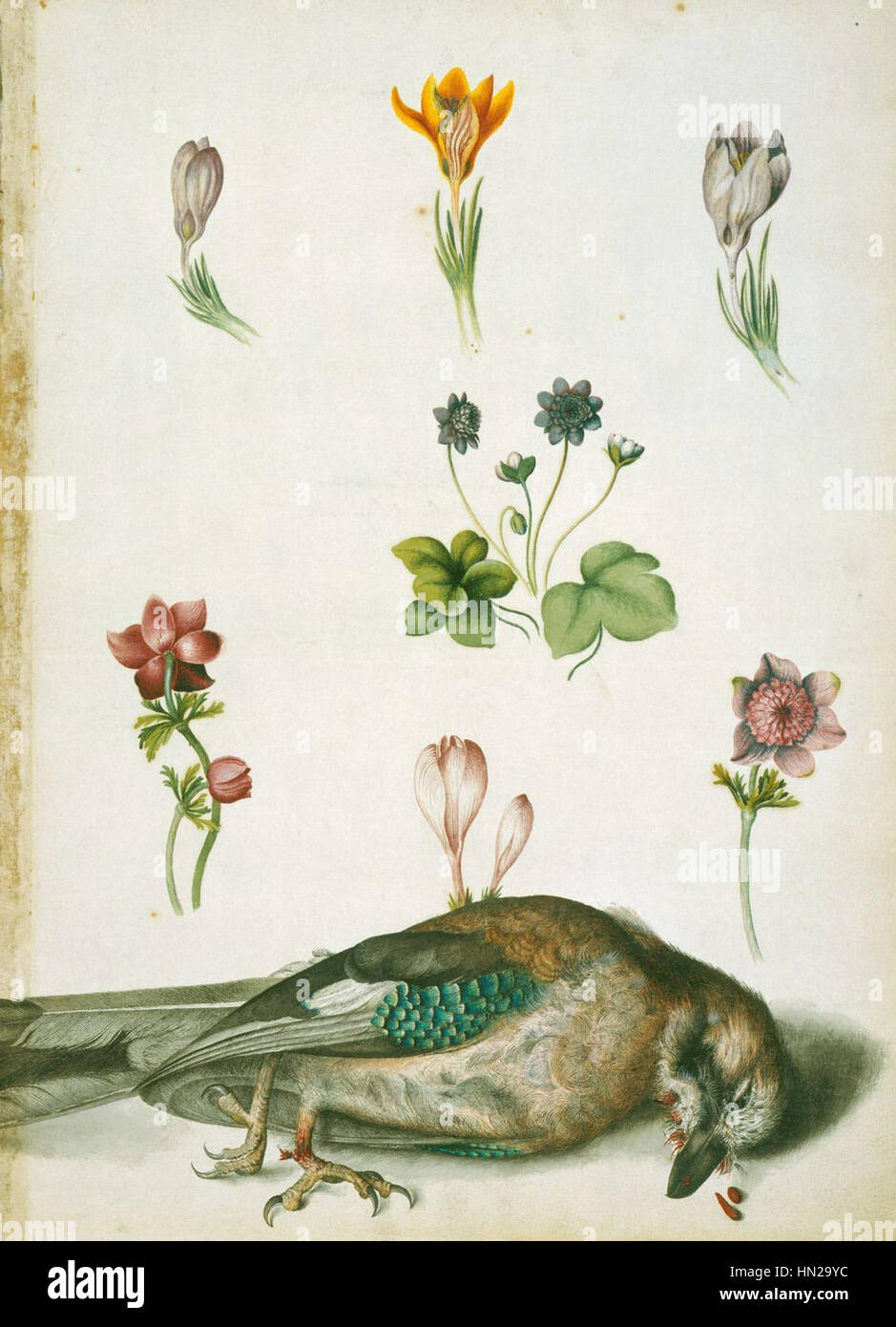 Alexander Marshal, un artiste du XVIIe siècle, a peint cette aquarelle de diverses fleurs, notamment des crocus violets, des crocus de soie, des hépatiques, des anémones de pavot et une geai, entre 1650 et 1682. Banque D'Images