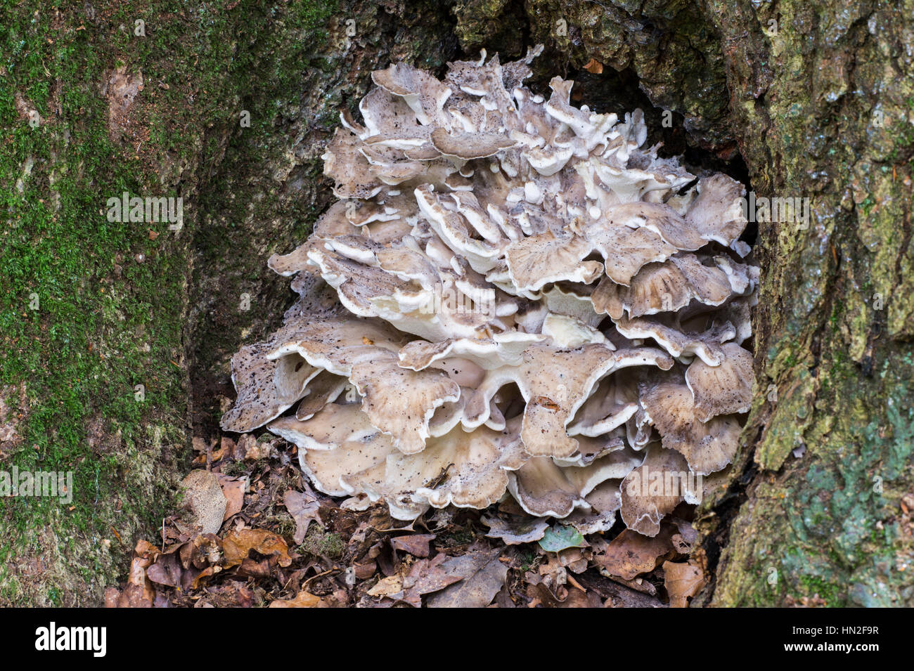 Poule des bois champignons (Grifola frondosa) Banque D'Images