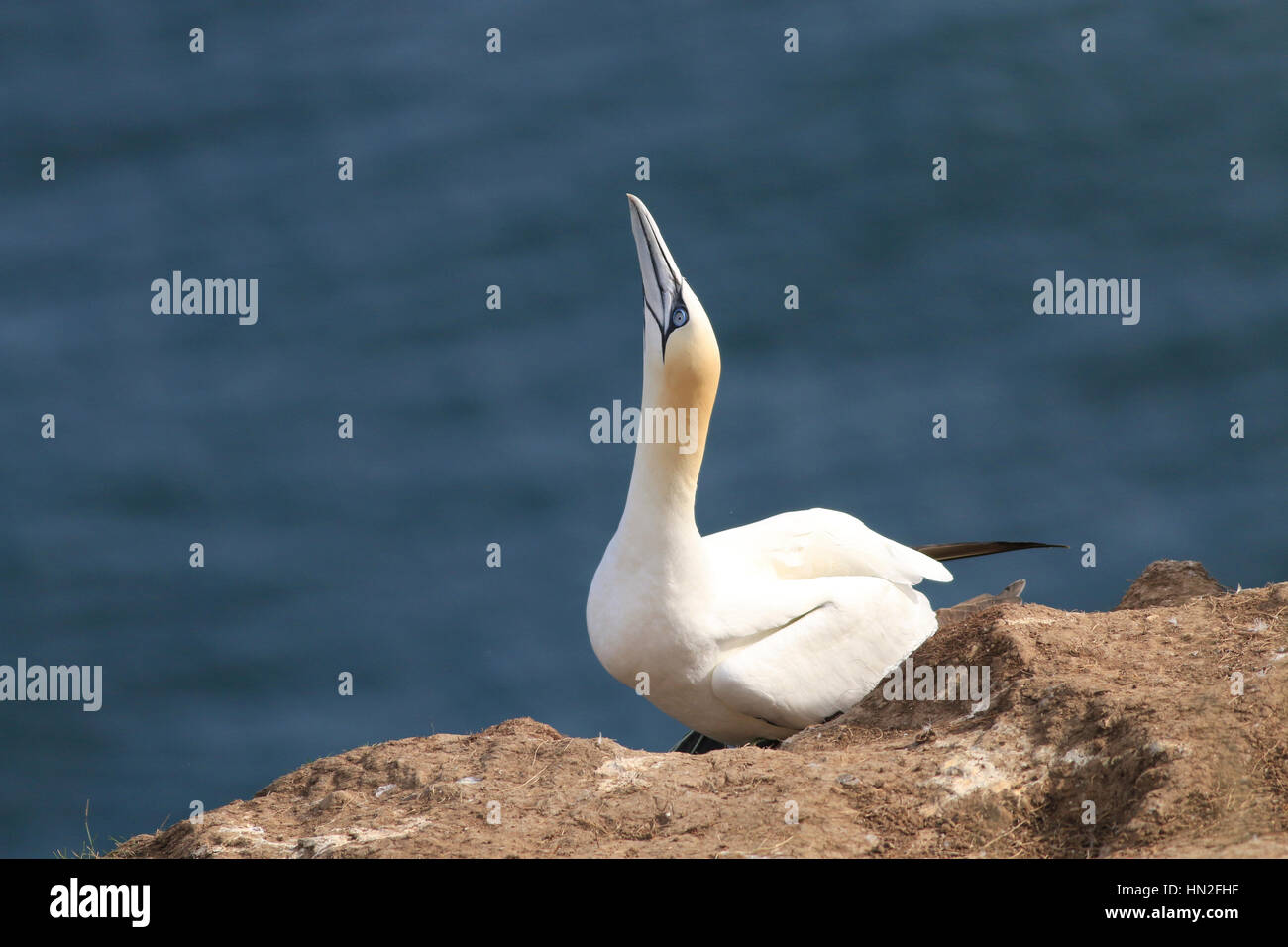 Gannet mûr seul regardant vers le haut d'une position de falaise Banque D'Images