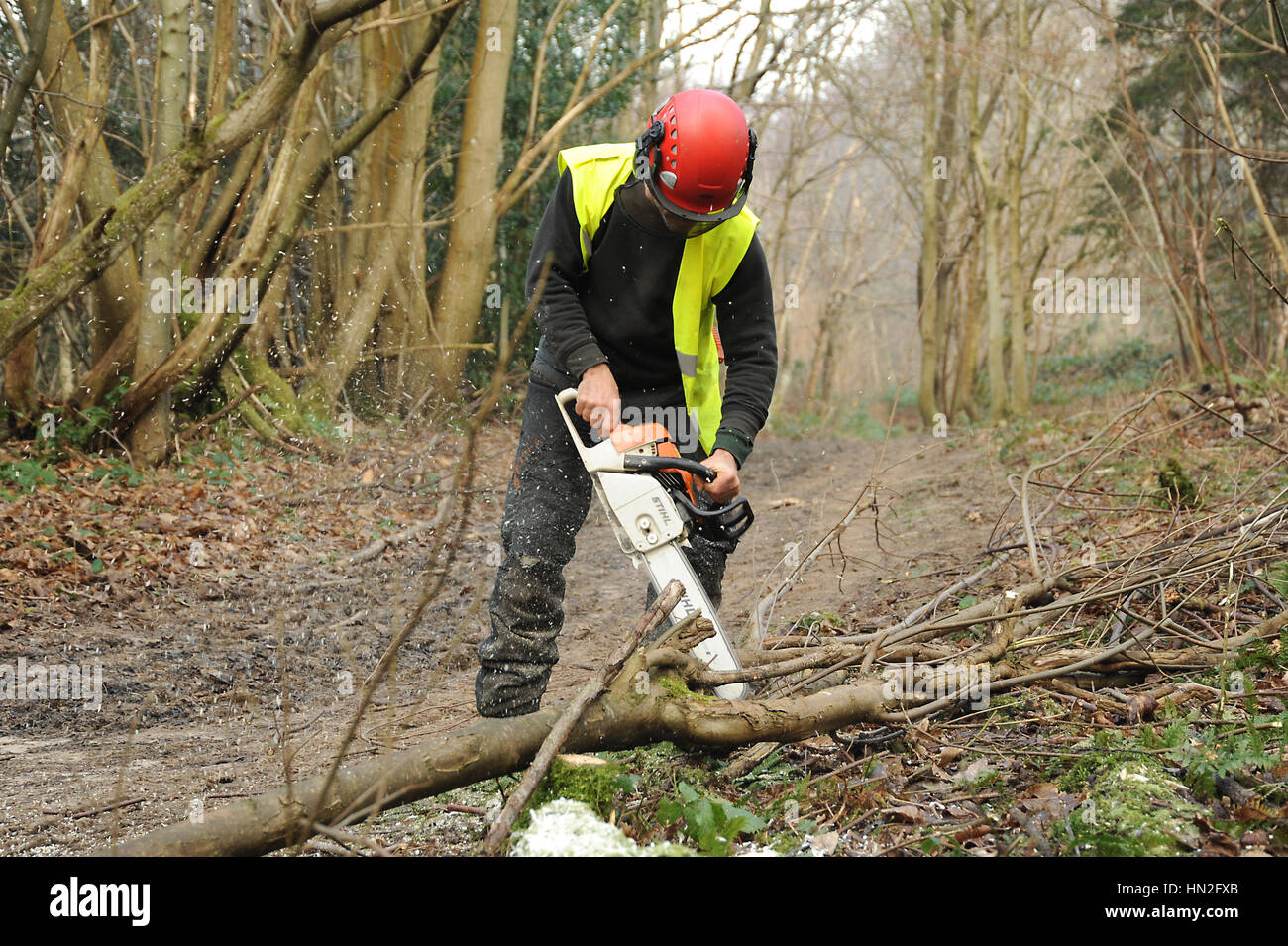 L'homme à l'aide d'une scie pour couper les petits arbres en forêt Banque D'Images