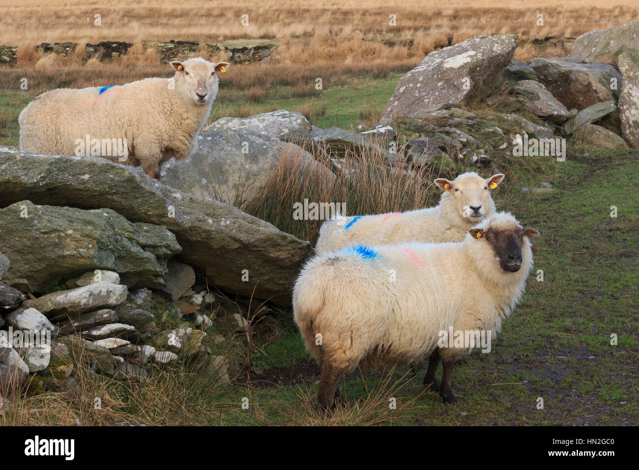 Les moutons en paysage sur l'île de Valentia, comté de Kerry, Irlande Banque D'Images