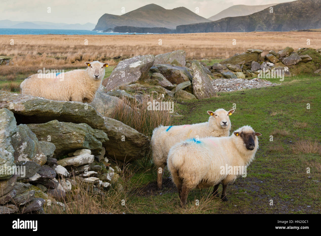 Les moutons en paysage sur l'île de Valentia, comté de Kerry, Irlande Banque D'Images