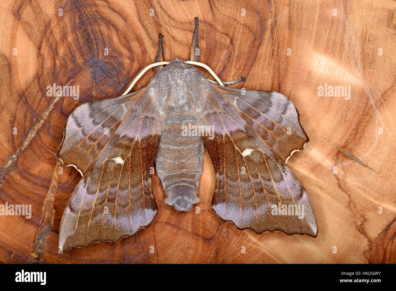 Peuplier mâle Hawk Moth (Laothoe Populi) Banque D'Images