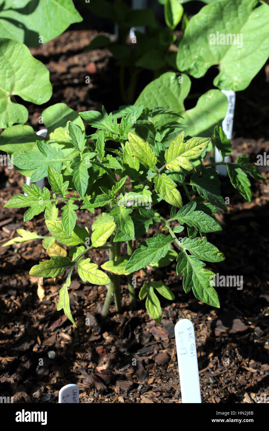 Des plantules de tomate de plus en plus dans le sol Banque D'Images