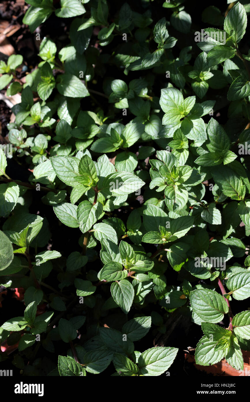 De menthe poivrée ou de plus en plus connu sous le nom de Mentha x piperita,ou Mentha balsamea Willd Banque D'Images