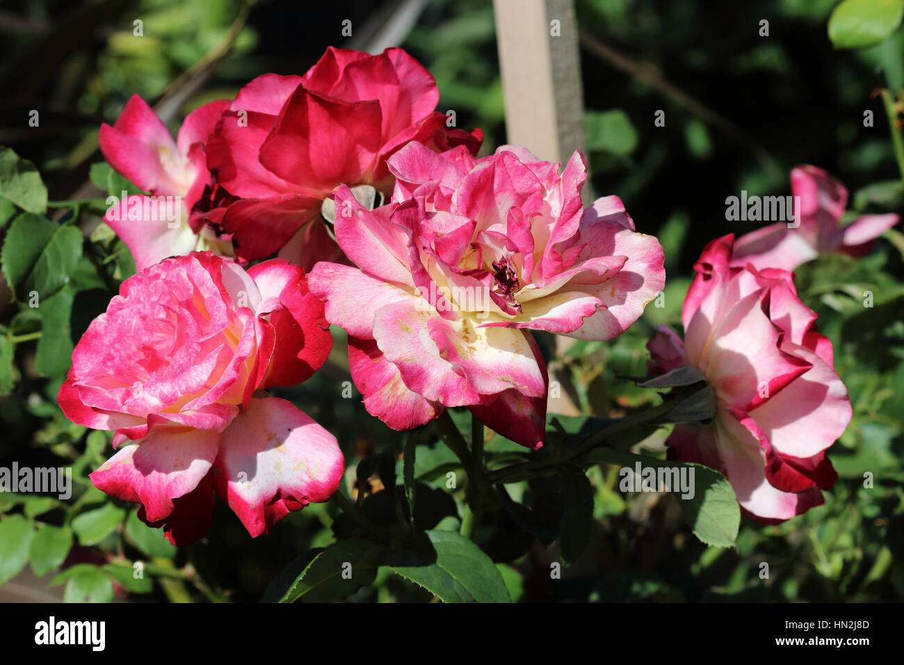 Double Delight roses en pleine floraison Banque D'Images