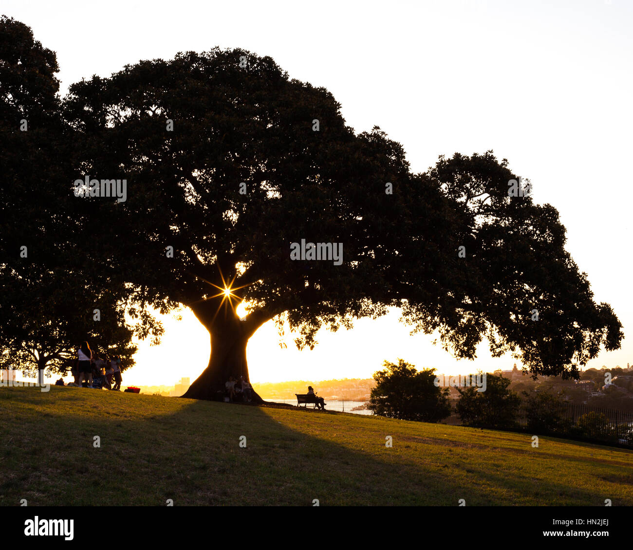 Un jeu d'ombre avec un arbre et le coucher du soleil sur la colline de l'Observatoire de Sydney, Australie Banque D'Images