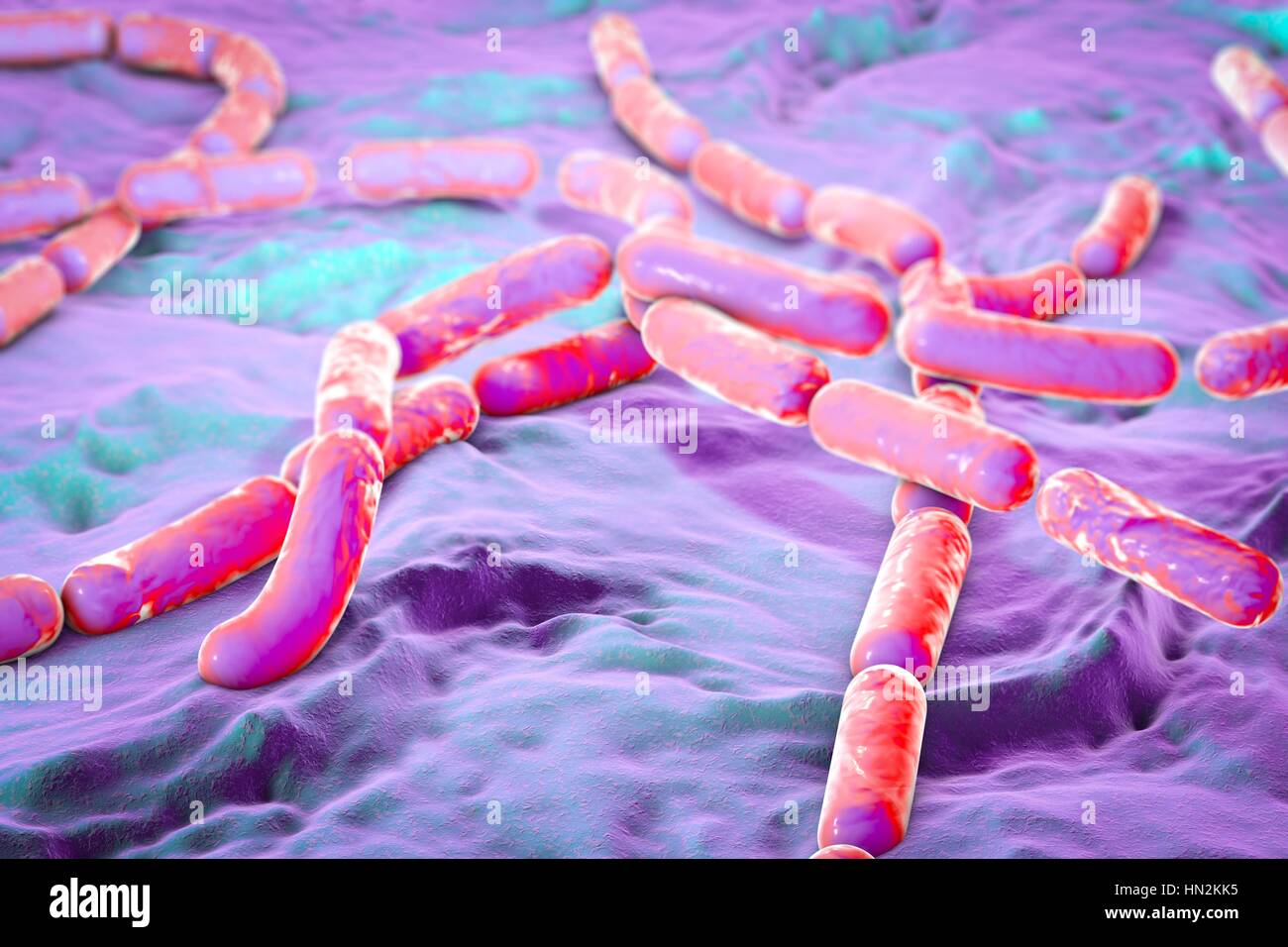 Bactéries Bacillus cereus, illustration de l'ordinateur. Ce sont des bactéries Gram-positives, en forme de tige, les bactéries productrices de spores, qui sont souvent disposés en chaînes (streptobacilli). Certaines souches peuvent causer des empoisonnements alimentaires. Banque D'Images