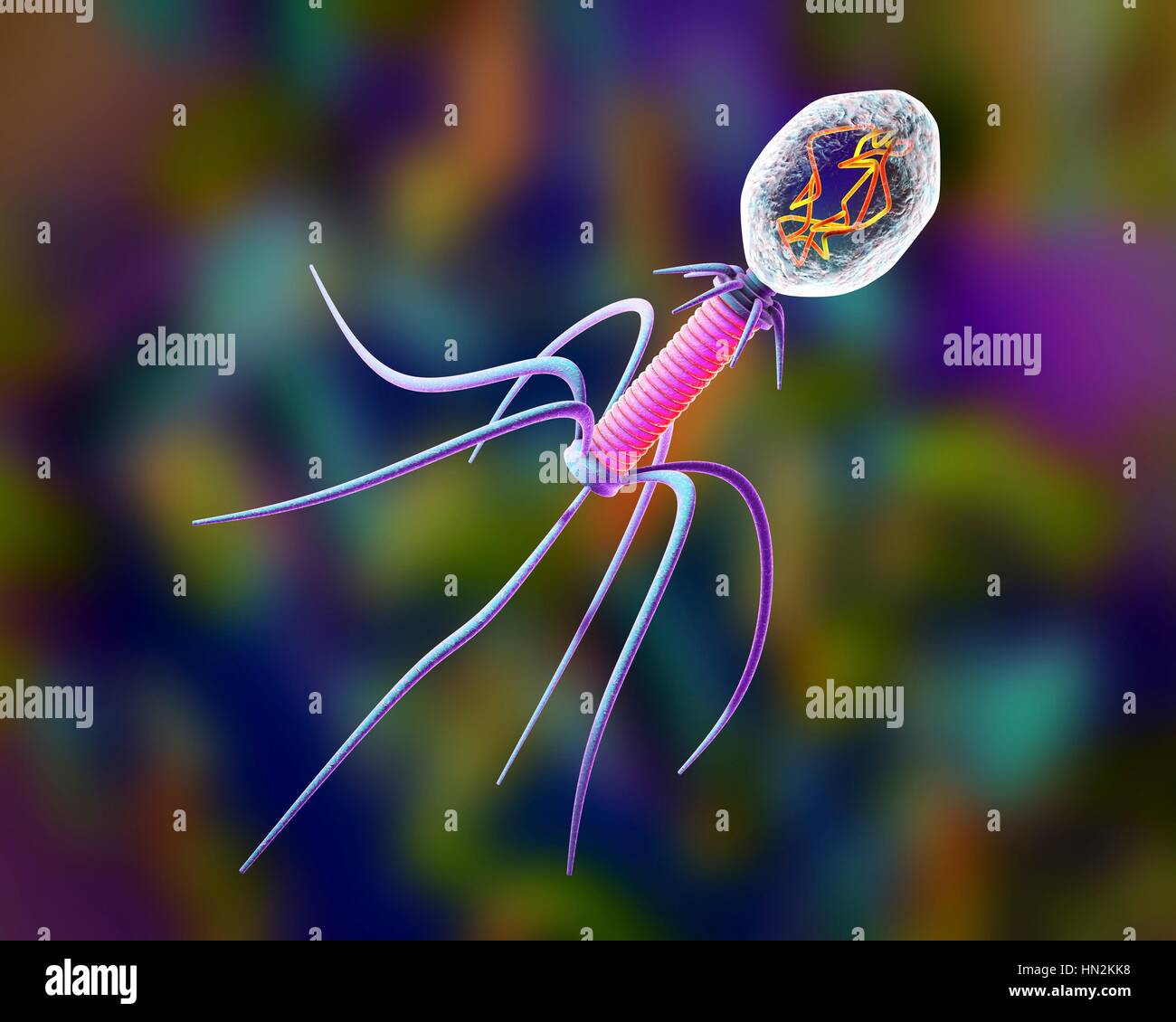 Bactériophage, illustration de l'ordinateur. Un bactériophage, ou phage, est un virus qui infecte les bactéries. Il se compose d'une tête (en haut à droite) contenant le matériel génétique, une queue (rose) et la queue, les fibres qui le fixer à un récepteur spécifique du site. La queue s'injecte son matériel génétique dans la bactérie à travers la membrane cellulaire, et cela détourne la bactérie propre machinerie cellulaire, l'obligeant à produire plus de copies du bactériophage. Lorsqu'un nombre suffisant ont été produites, les phages quitter la cellule par lyse, le tuer dans le processus. Banque D'Images