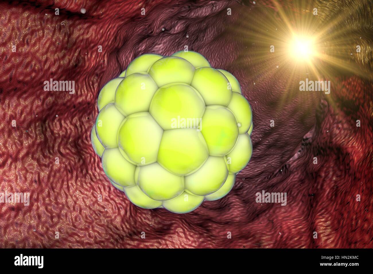 Illustration d'une multi-cellulaires de l'embryon. Banque D'Images