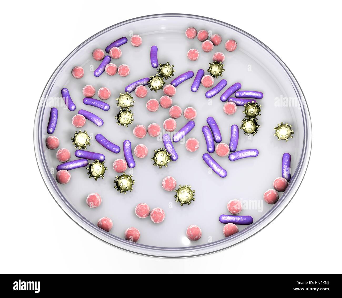 Boîte de Pétri avec les microbes, illustration de l'ordinateur. Image conceptuelle de diagnostic en laboratoire des maladies infectieuses. Banque D'Images