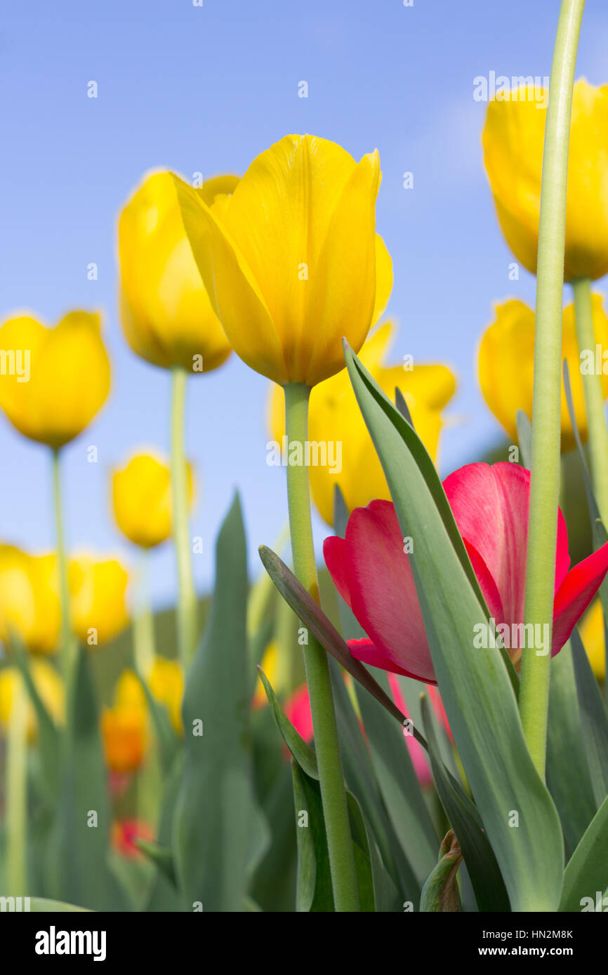 Jardin de tulipes avec ciel bleu Banque D'Images